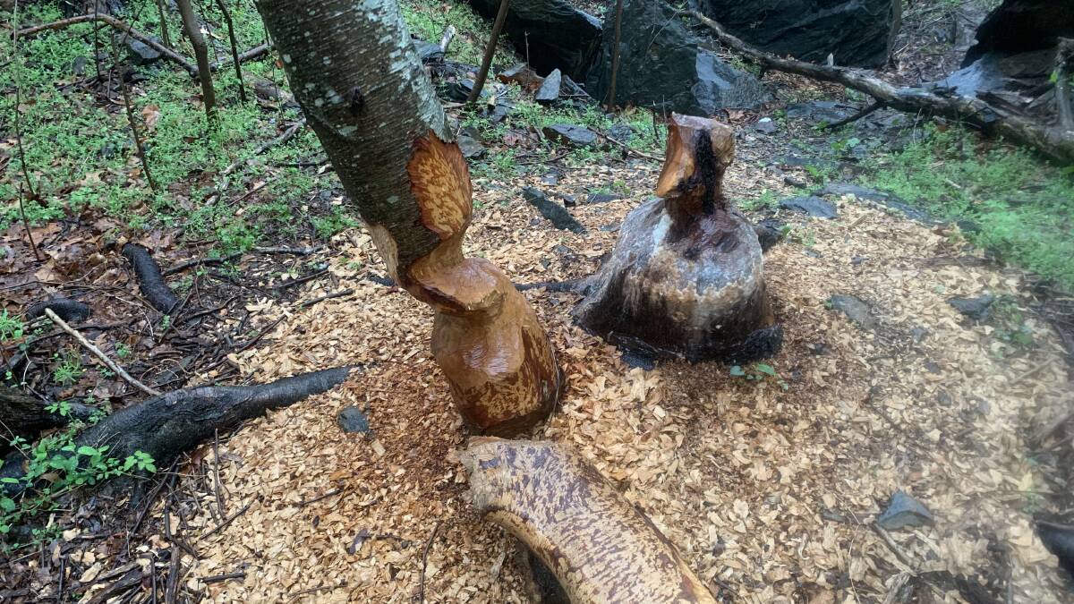 WOODWORKING: The handiwork of beavers, near their dam. Picture: Simon Morris 