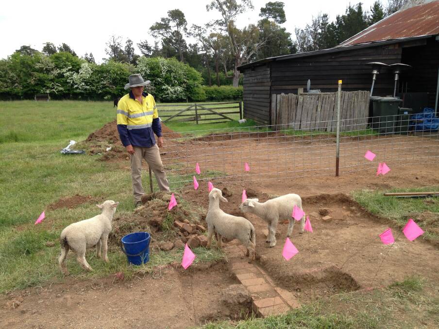 WORKPLACE HAZARDS: Unfortunately, Mr Watton was unable to use the flags he usually uses on an excavation site as the Brickendon lambs kept playing with them. Picture: Supplied 