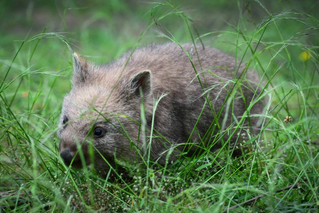 BELOW: One of the chapters of Flames is set on an idyllic wombat farm. Picture: Phillip Biggs