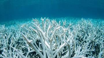 COLOURLESS: A field of stag-horn coral bleached white on the Great Barrier Reef during a mass bleaching event. Picture: Brett Monroe Garner/Getty Images