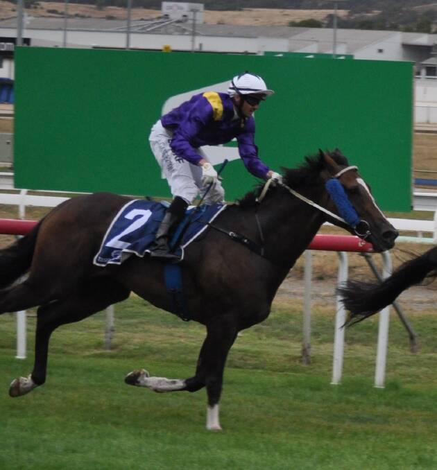 Chance: While further races over further distances are the main aim, Skip Town Mike is expected to be around the mark at Spreyton on Sunday over 1350m. Picture: Greg Mansfield.