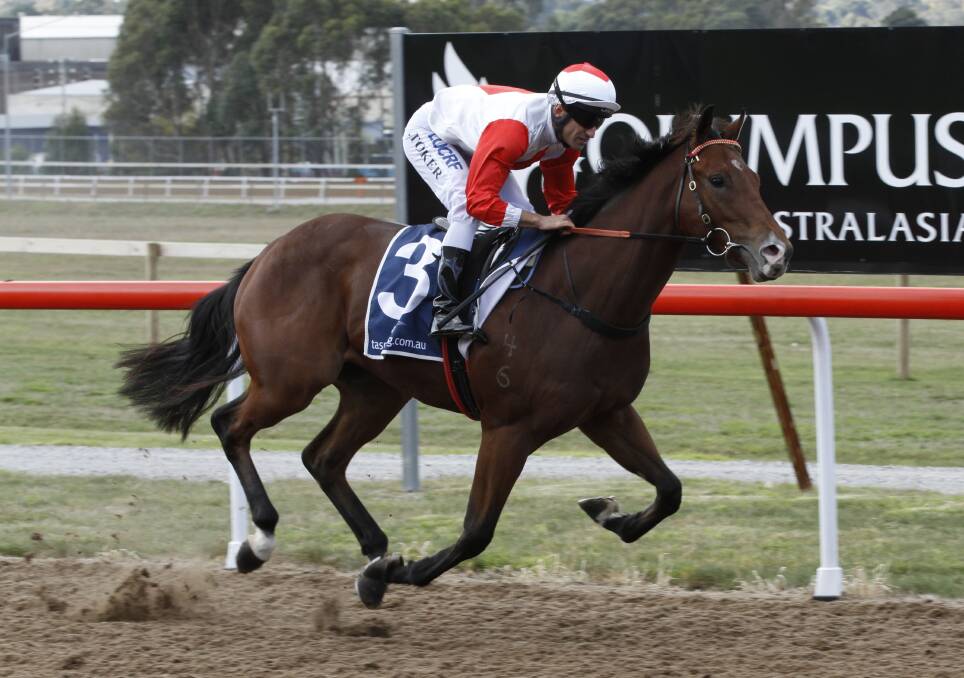 Impressive: The Adam Trinder-trained Mystical Warrior hits the line hard for jockey Anthony Darmanin at Spreyton on Sunday. Picture: Brad Cole.