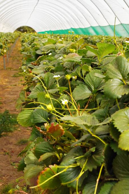 WAIST HIGH: Strawberries grown on tabletop structures mean pickers do not have to bend down. The system has widened the pool of potential employees. Picture: Ashley Walmsley