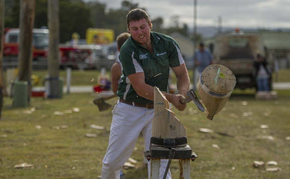 PLENTY OF CHOP: Gowrie Park's Kody Steers collected two sashes after starring at the Launceston Show on Thursday.