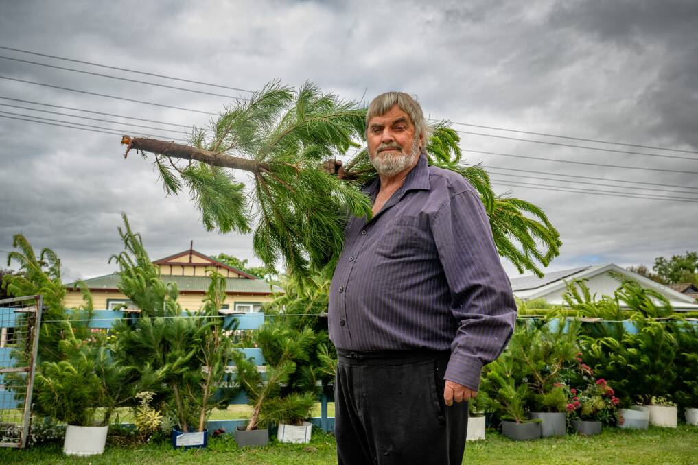 Evandale's Peter Lefevre has been selling Christmas trees for 48 years. Picture by Paul Scambler 