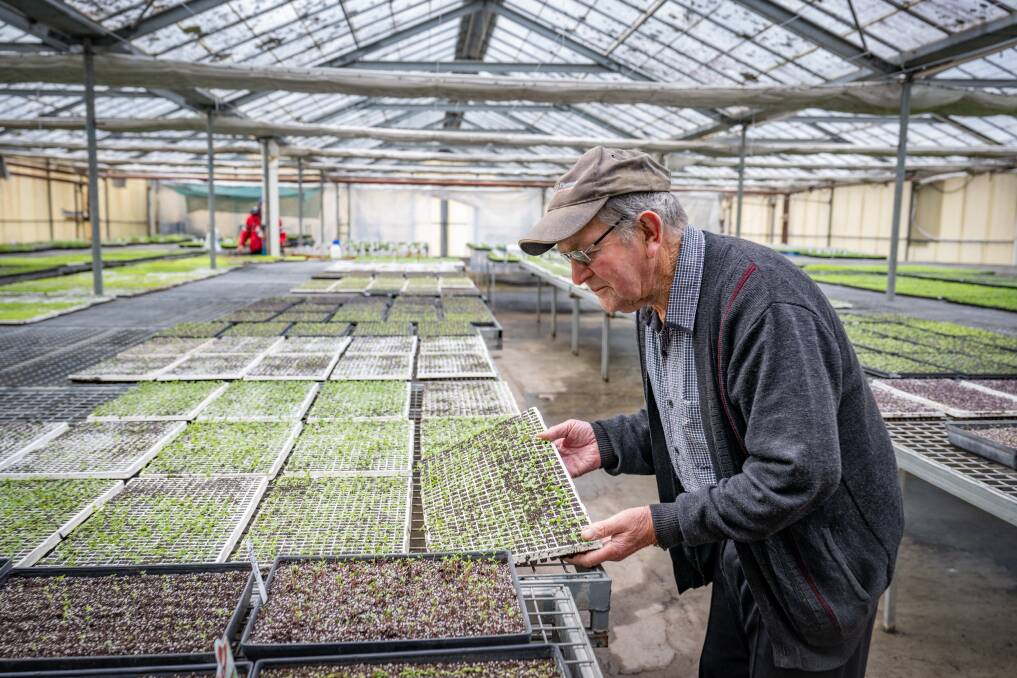 Mr Allan looks over seedlings at the Youngtown nursery. Picture by Paul Scambler