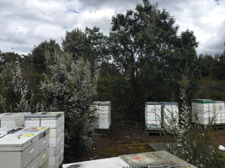HIVE OF ACTIVITY: Hives at a manuka apiary in the state's North. Picture: Supplied