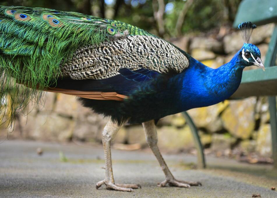 BLUE AND GREEN: Peacocks were introduced to Cataract Gorge between 1894 and 1901. 