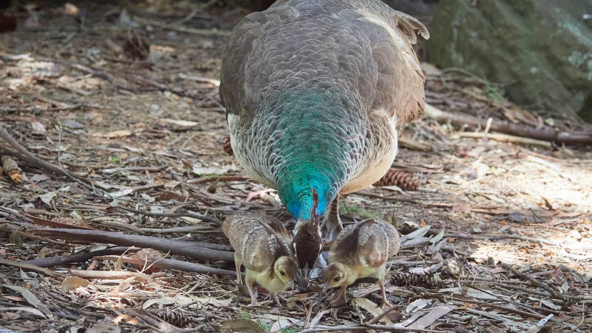 The babies are called peachicks. Picture by Rod Thompson