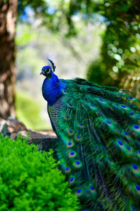 A peacock sheds its feathers every year. File picture