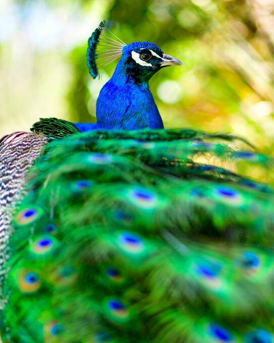 The fan-shaped feathers on a peafowl's head is called a crest. File picture
