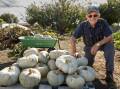 Norwood's Bill Allan with a loaded crate of pumpkins. Picture by Phillip Biggs 