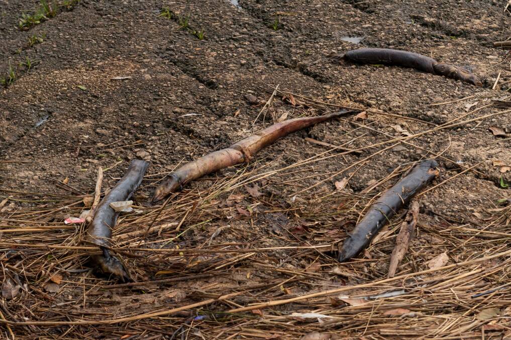 Dead eels wash up on Tamar riverbank