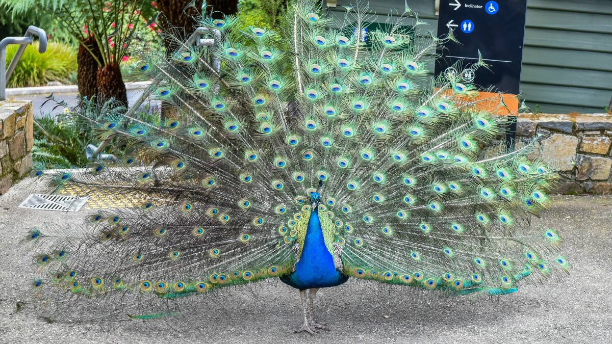 A peacock goes full stunner at Cataract Gorge. File picture