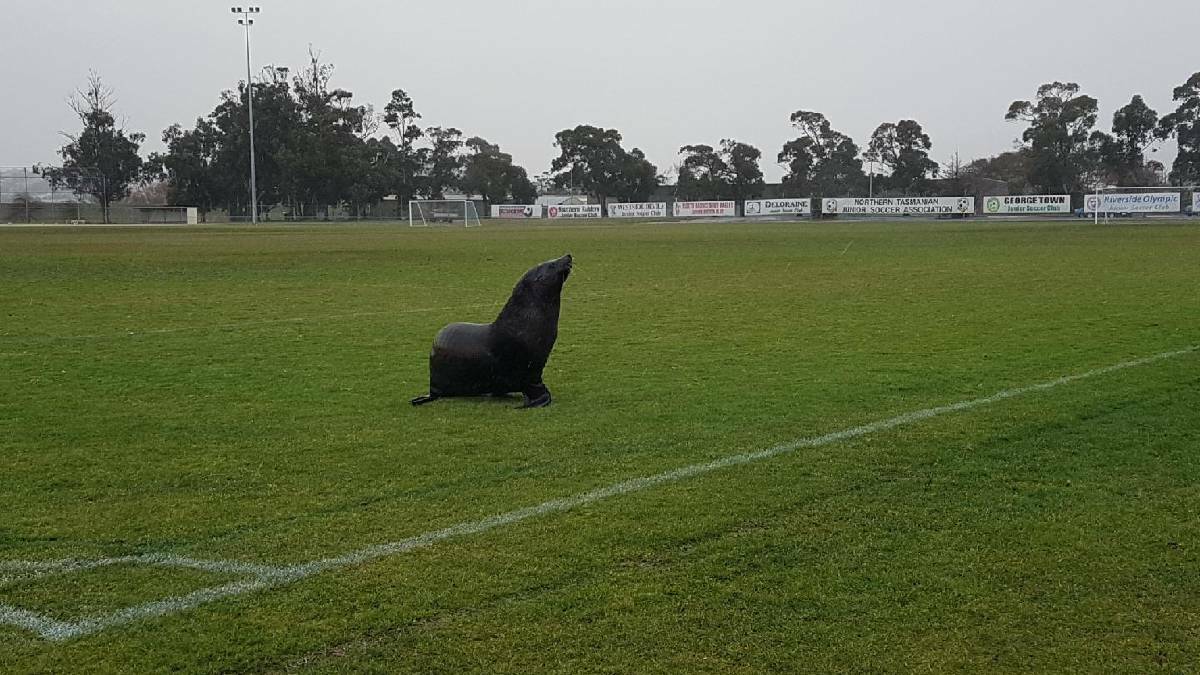 POPULAR: Churchill Park is loved by Launceston soccer fans and seals alike. 