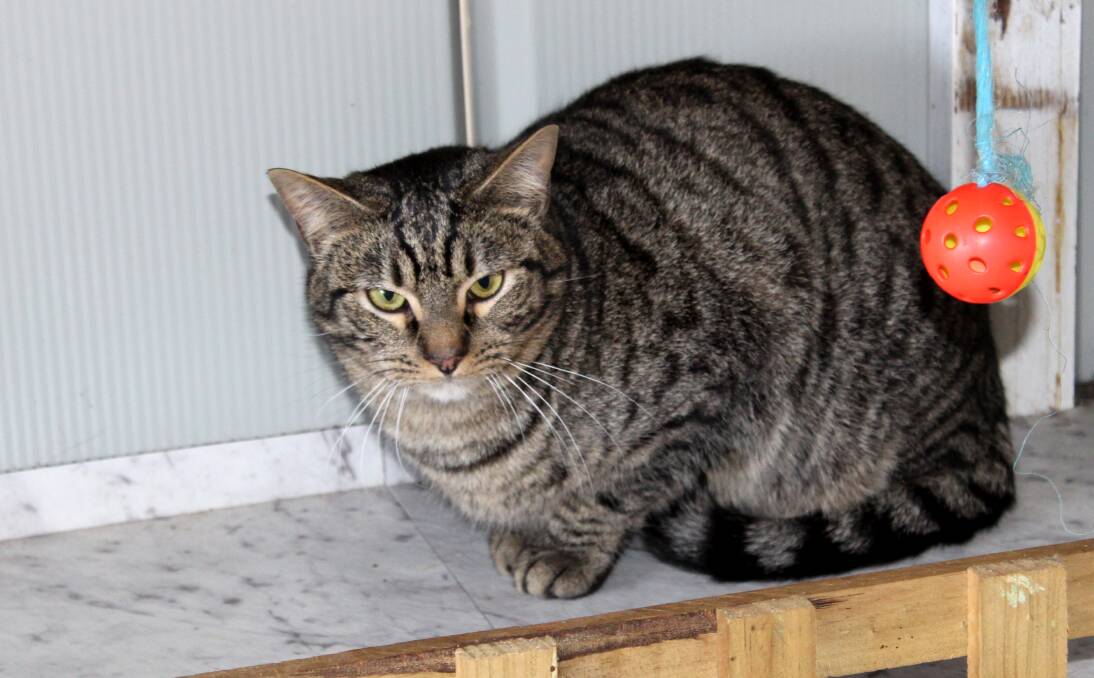 Six cats from the Just Cats long-term pen are in need of a permanent foster home. 