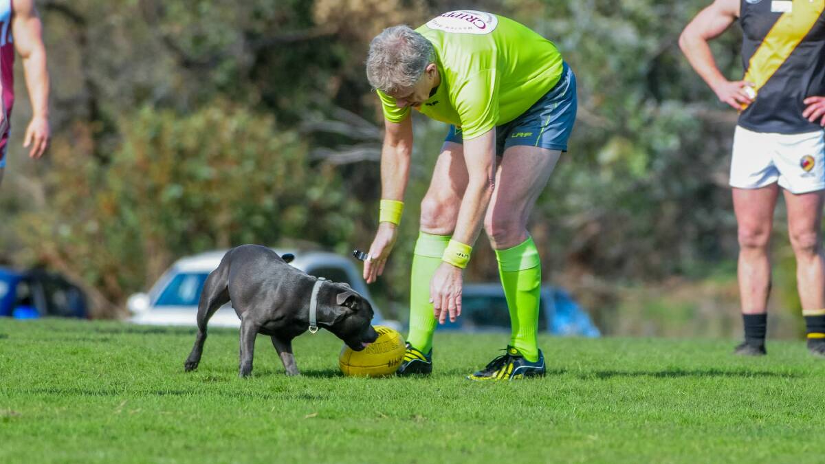 GETTING INVOLVED: Umpire John Becker helps escort the dog off the Hillwood ground. Picture: Neil Richardson 