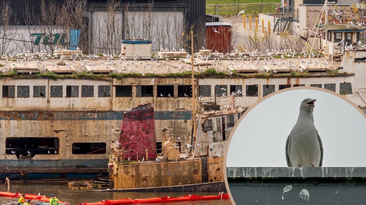 A seagull colony has taken over the abandoned Harry O'May ferry. Pictures by Craig George