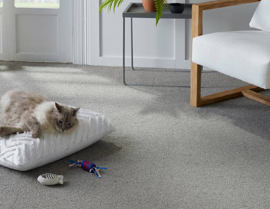 How to protect your home with pet friendly flooring