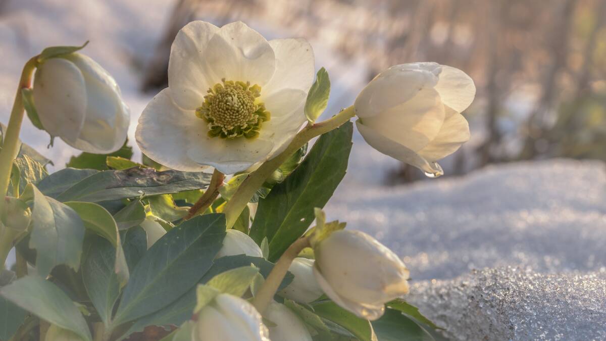 The original Hellebore orientalis has large leaves and droopy white flowers.