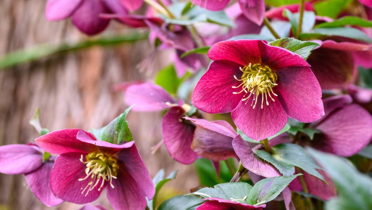GIMME SHELTER: The hellebore will reward a sheltered spot in the winter garden.