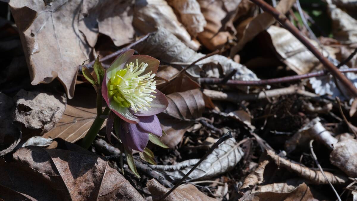 NOURISHMENT: Leaf litter will feed the hellebore.
