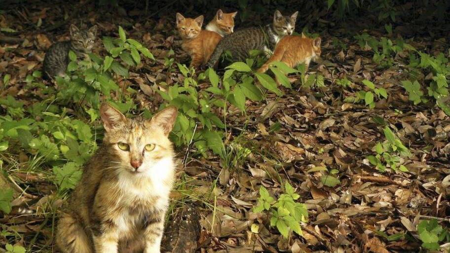 'Tailrace Park feral cat problem needs addressing'
