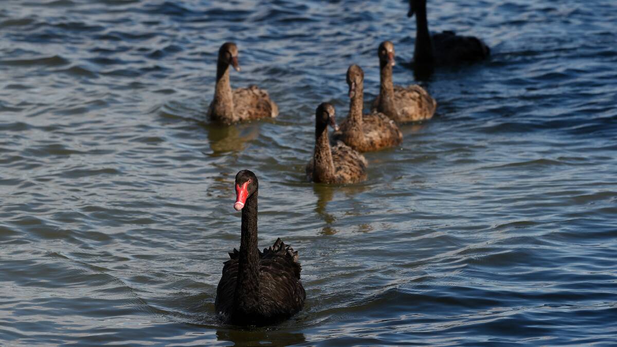 Shooting of black swans raises concern