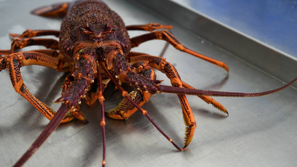 Lobster halt a chance to get a taste