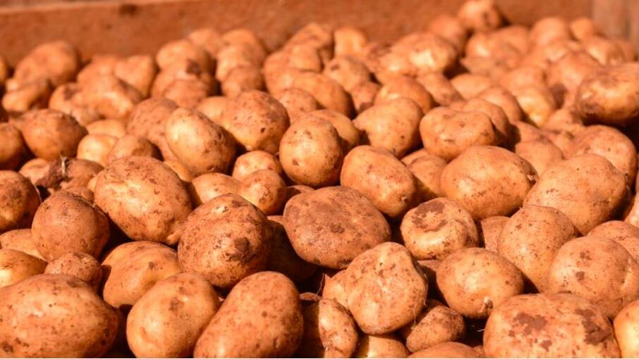 Spud decision - it's more like BioInsecurity