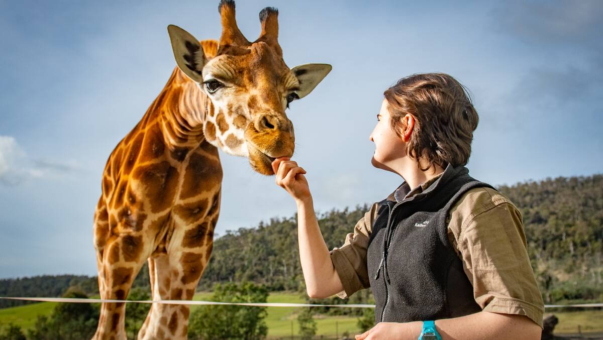 Tall tales as World Giraffe Day is celebrated in Launceston