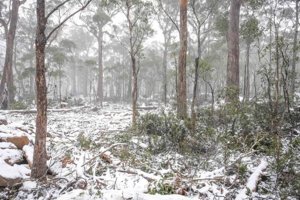 Snow expected to fall as low as 600m in Tasmania
