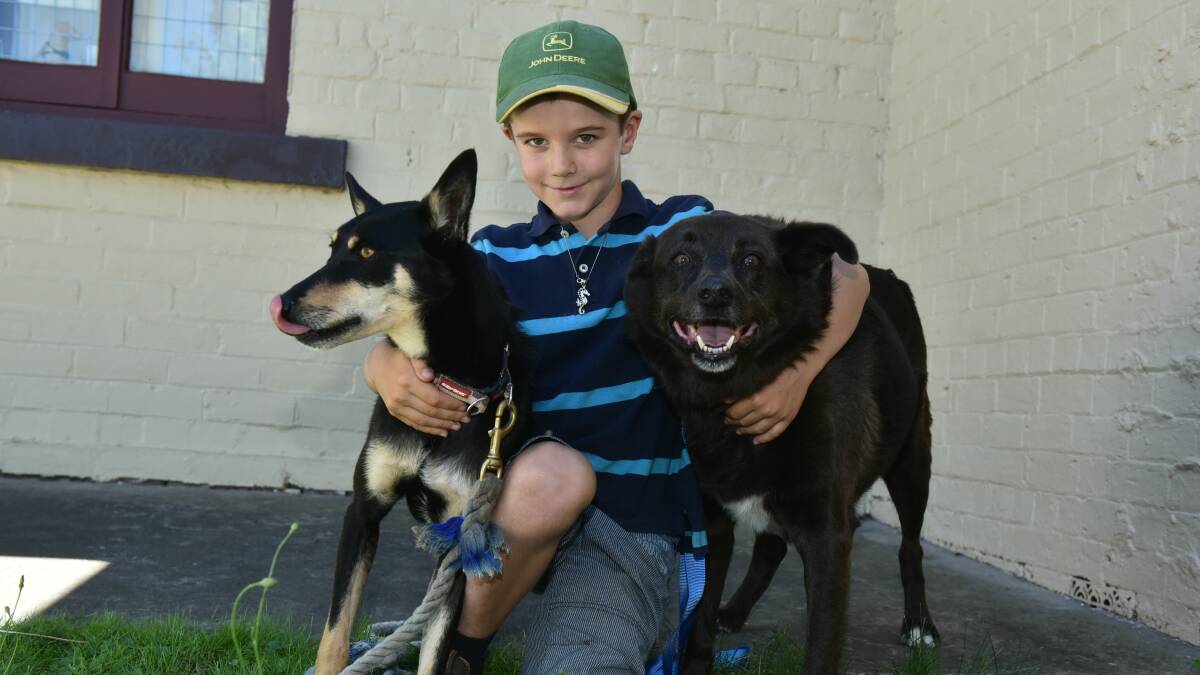 REHOMED: Jack Wing, 8, of Longford with Jess and Fly at the Longford Vet Practice. The Wing family adopted the dogs. Picture: Neil Richardson