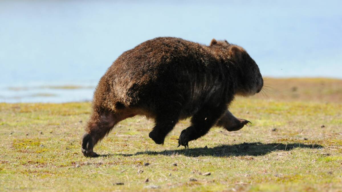 Geraldine Vaughan, of Perth, reacts to the Weymouth wombat saga.