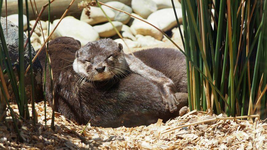 Tasmania Zoo welcomed three new otters on Friday. Pictures: Piia Wirsu