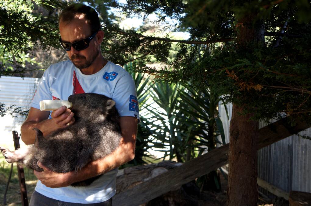 CARE: Brendan Dredge feeds Xavier the wombat.