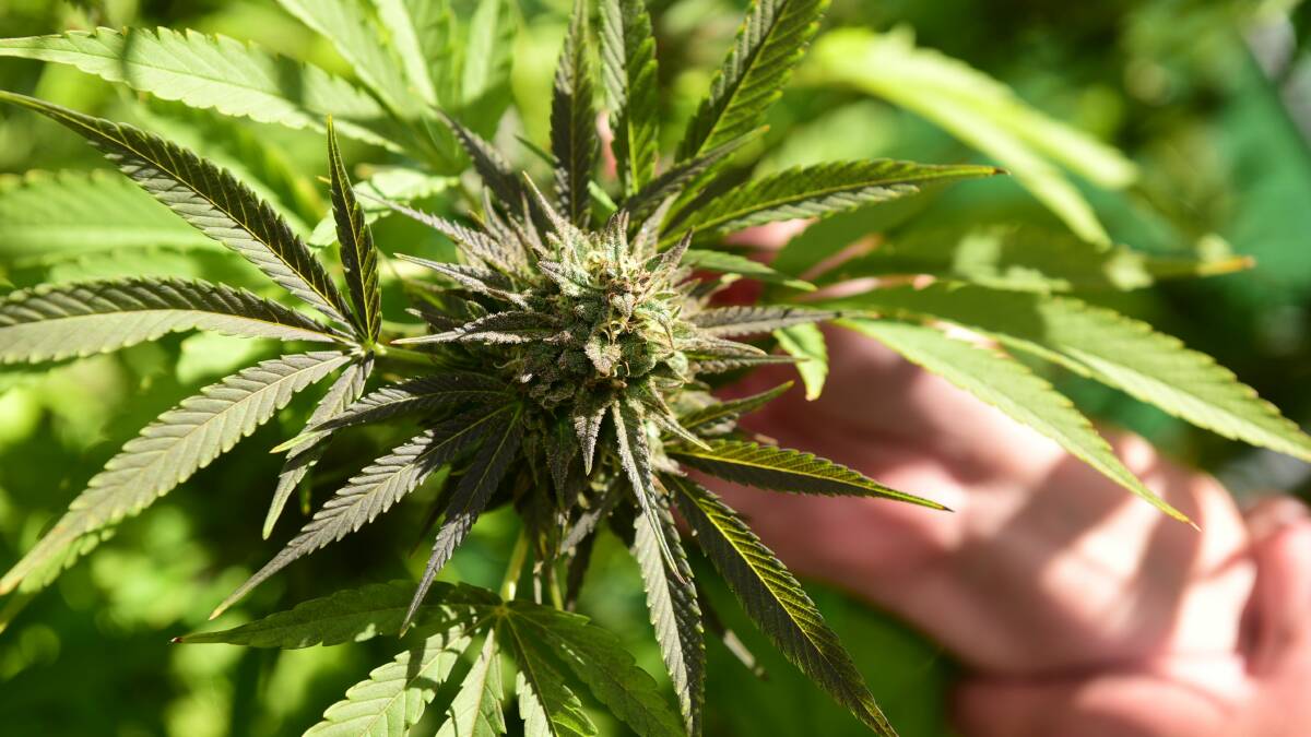 Medicinal cannabis patients need a break