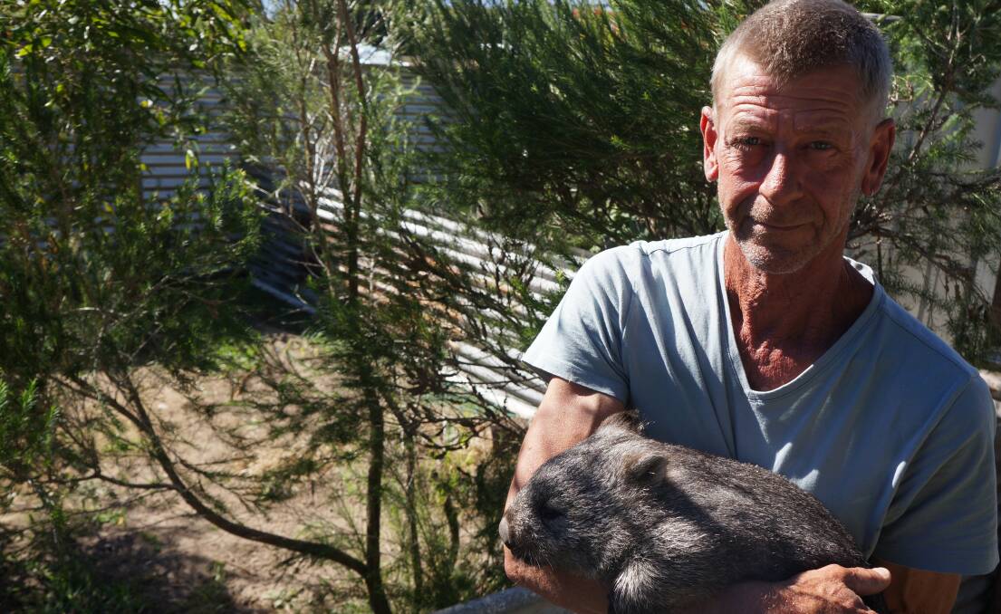 NATURE: Wombat Warriors president Stephen Jones, of Kelso, with T.C, a young wombat that is being treated and rehabilitated for mange. Pictures: Zona Black