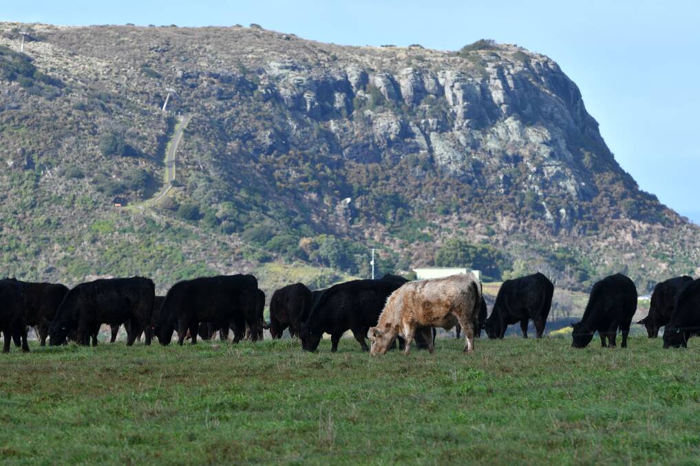 Cattle at Stanley. Picture by Brodie Weeding