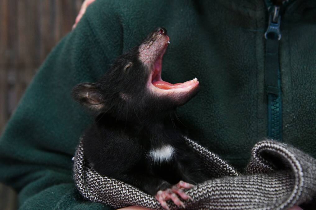 Tasmanian devils are an icon in need of protection