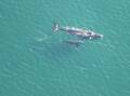SIGHTINGS: Southern right whales are in the middle of their migration north from southern feeding grounds. Picture: NRE Tasmania