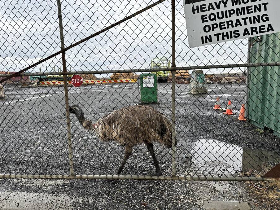 The emu, whose neck appears to be injured, wandering around the storage yard at Burnie. Picture supplied
