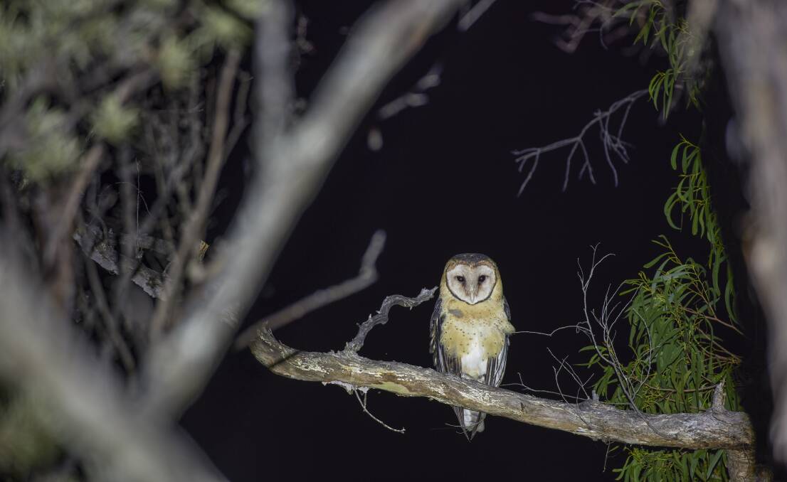 A Tasmanian masked owl the Bob Brown Foundation says was recently photographed in the Tarkine. Picture: Supplied/Bob Brown Foundation