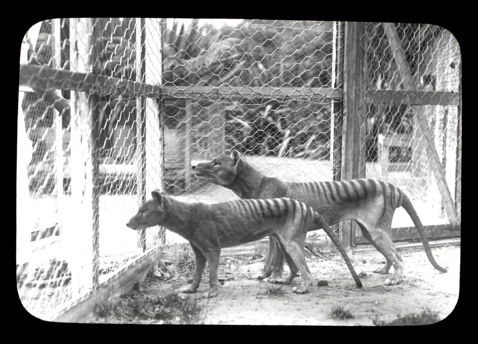 Two thylacines at Beaumaris Zoo, Battery Point, Hobart c. 1912. Picture: Supplied/Tasmanian Museum and Art Gallery
