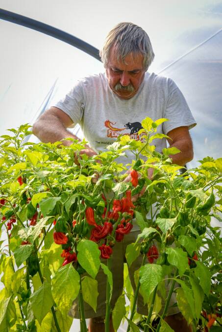 Left: Regan Parkinson says Tasmania's climates allows chillies to grow and mature slowly, which hopefully produces hotter fruit. 