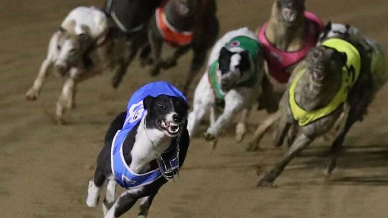 Witness heard injured greyhound's 'horrible squeal of pain'