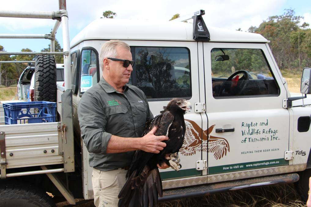 Fatal risk: Raptor Rescue's Craig Webb with eagle. Picture: Vica Bayley