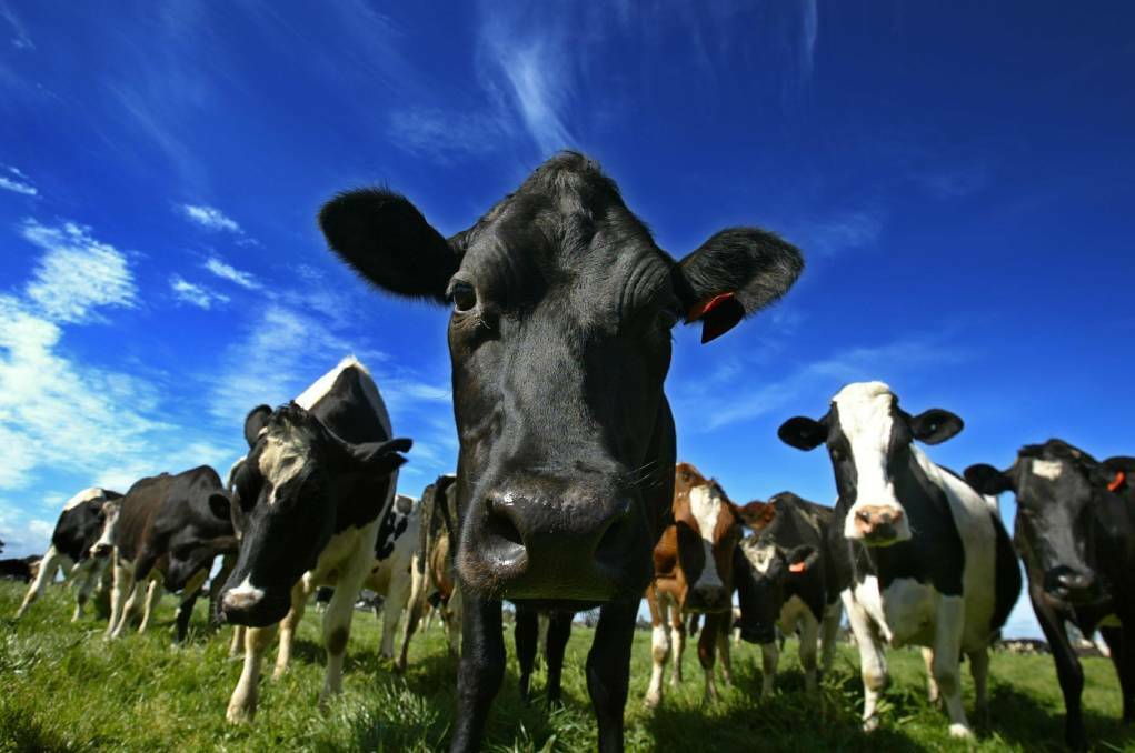 Dairy farmers set to break 201718 milk production record if good autumn weather conditions prevail. Picture: The Advocate