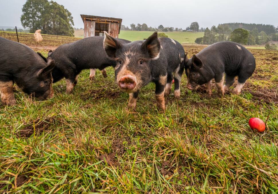 FARM: Small food producers say a mobile, certified abattoir could provide a solution to animal processing issues in Tasmania. Picture: Supplied