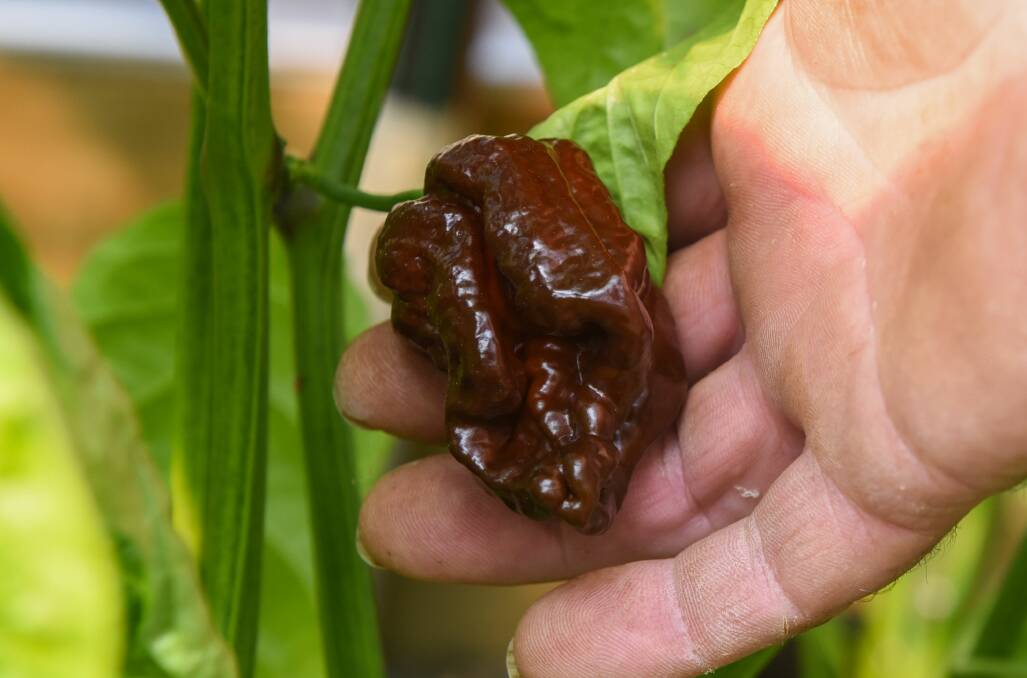 Below right: Trinidad Moruga Scorpion Chocolate chilli is related to the second hottest chilli in the world. 